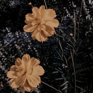 Hello! About Me, Lemuriidae